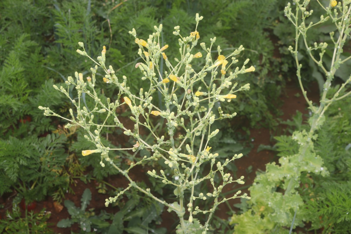Lactuca sativa L.